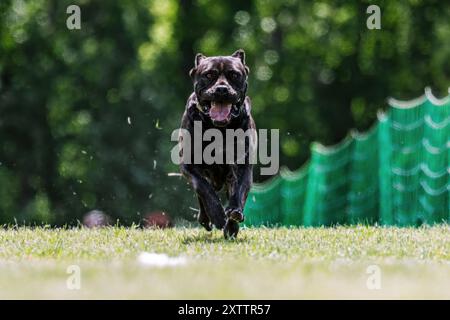 Cane corso Italiano corso da corsa e sport per cani Foto Stock