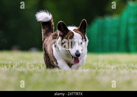 Cardigan Welsh Corgi Running Lure Course Dog Sport Foto Stock