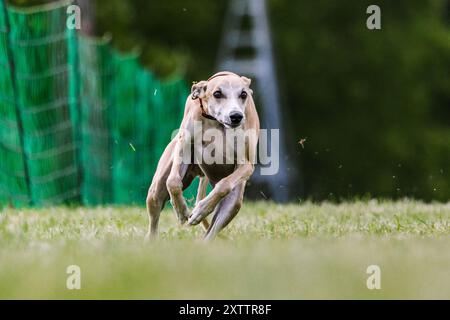 Tan Whippet Sight Hound, campo da corsa e sport per cani Foto Stock