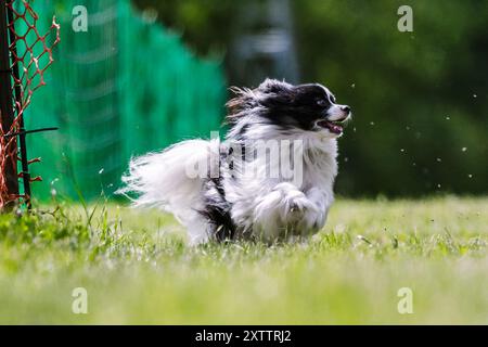 White Papillon Running Lure Course Dog Sport Foto Stock