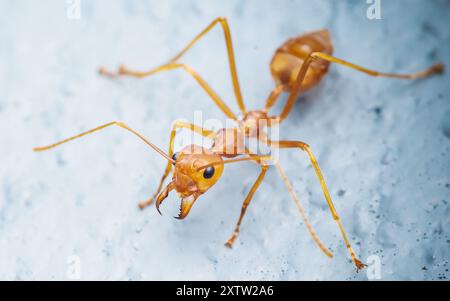 Formica rossa, Nomen Protectum sul pavimento, ripresa dall'alto. Foto Stock