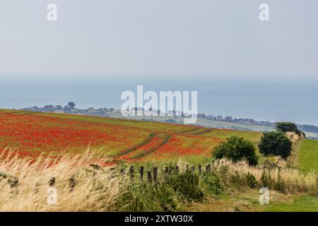 Affacciato su un campo di papaveri vivaci vicino a Woodingdean nel Sussex, con vista sull'oceano alle spalle Foto Stock