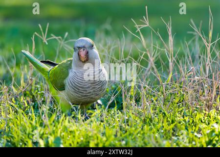 Psittacula krameri (Psittacula krameri) a Villa Celimontana, Roma, Italia Foto Stock