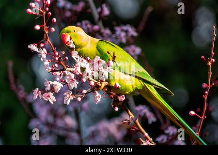 Il parrocchetto con anello rosa (Psittacula krameri) su a a Villa Celimontana, Roma, Italia Foto Stock