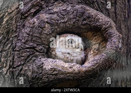 Un gufo macchiato che tiene d'occhio il tronco dell'albero Foto Stock