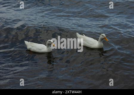 Anatre e. Foto Stock
