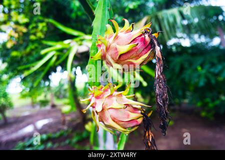 Contrasto di vita: Frutti di drago freschi e appassiti nella natura Foto Stock