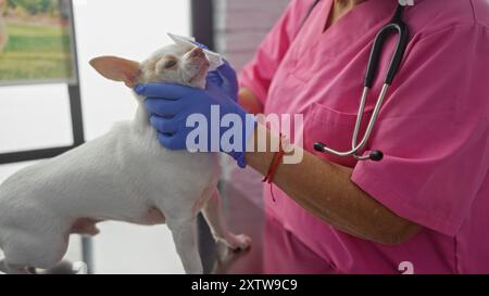 Una donna di mezza età in una clinica veterinaria esamina un cane chihuahua con guanti blu e uno stetoscopio medico in un ambiente interno. Foto Stock