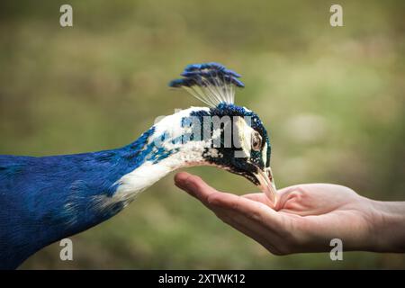 Pavone che si nutre dalla mano di una persona su uno sfondo verde sfocato. Foto Stock