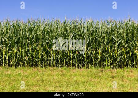 Vasto campo di granturco sotto il cielo blu – simbolo dell'abbondanza e della raccolta dell'agricoltura rurale. Ideale scenario estivo con lussureggianti campi verdi di piante. Perfetto Foto Stock