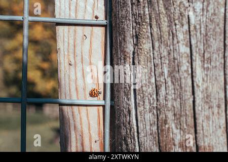 Coccinello su una recinzione di legno Foto Stock