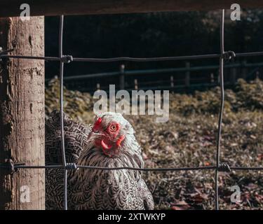 Vista laterale di un pollo in un pollaio Foto Stock