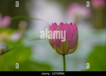 Loto sacro o indiano in fiore. Foto Stock