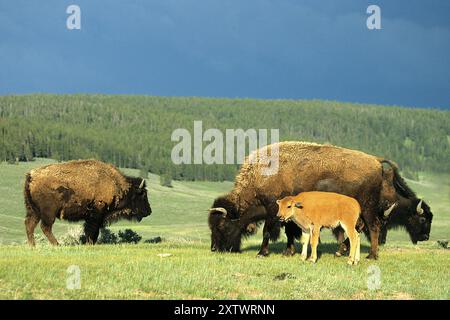 Bisonte americano (bisonte bisonte bisonte bisonte), famiglia Bison, Wyoming, Colorado, Stati Uniti, nord America Foto Stock