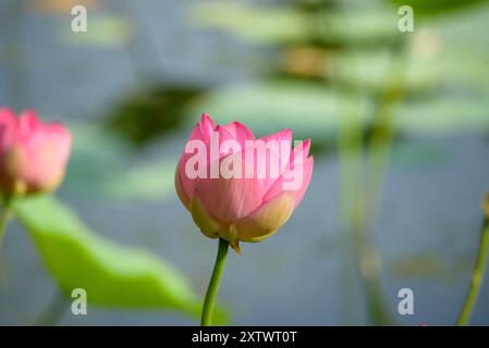 Loto sacro o indiano in fiore. Foto Stock