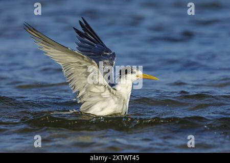 Common Tern, foto di volo, (Thalasseus bergii), nuoto in acqua, East Khawr / Khawr ad Dahariz, Salalah, Dhofar, Oman, Asia Foto Stock