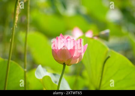 Loto sacro o indiano in fiore. Foto Stock