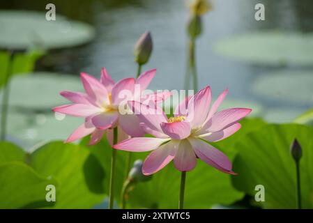 Loto sacro o indiano in fiore. Foto Stock