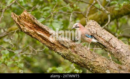 Jay Bird su una diramazione nel Lake District, Regno Unito Foto Stock