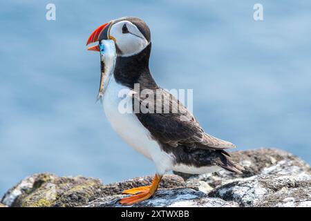 Nidificazione dei Puffins sull'isola di May, Scozia Foto Stock