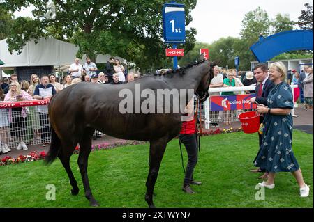 Windsor, Regno Unito. 15 agosto 2024. LA BREZZA NOTTURNA guidata dal fantino Kieran o'Neill vince la Tote Placepot Leg 4 Racing League 25 handicap Stakes (Classe 4) (per cavalli in cura agli allenatori iscritti alla Racing League) per il Galles e l'Occidente al meeting della Racing League presso il Royal Windsor Racecourse, Windsor, Berkshire. Proprietario Midtech 2, allenatore Ian Williams, Alvechurch, allevatore Godolphin. Crediti: Maureen McLean/Alamy Live News Foto Stock