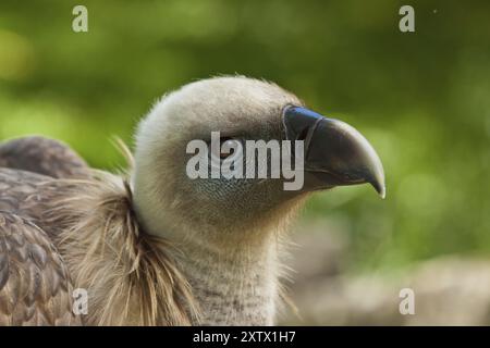 Giovane avvoltoio griffon (Gyps fulvus) Foto Stock