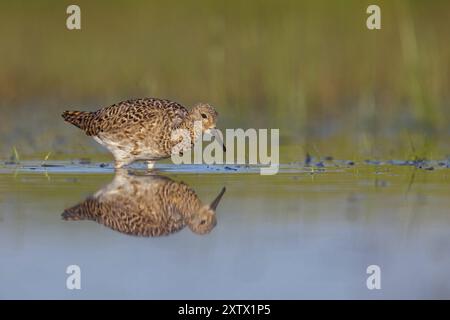 Ruff (Philomachus pugnax), femmina, Narew, Bialystok, Podlasie, Polonia, Europa Foto Stock