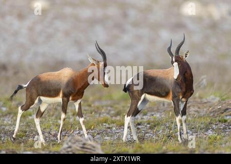 Bontebok, (Damaliscus pygargus), antilope, due antilopi, Table Mountain National Park Cape of Good Hope Nature Reserve, città del Capo, Western Cape, Sout Foto Stock