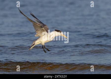 Caspian Tern, foto di volo, (Thalasseus bergii), Khawr orientale / Khawr ad Dahariz, Salalah, Dhofar, Oman, Asia Foto Stock