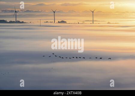 Stormo di gru (Grus grus) che volano sopra la nebbia con turbine eoliche sullo sfondo in una splendida mattinata d'autunno Foto Stock