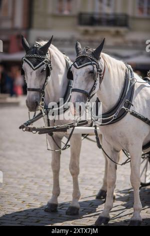Cavalli da carro turistico White lipizzaner, forma popolare di visite turistiche per i turisti che visitano Praga, capitale della Repubblica Ceca Foto Stock