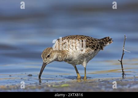 Ruff (Philomachus pugnax), femmina, Narew, Bialystok, Podlasie, Polonia, Europa Foto Stock