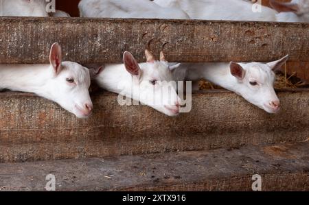 Tre giovani capre bianche che guardano attraverso la recinzione nella fattoria da vicino Foto Stock