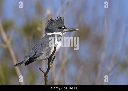 Cintura kingfisher (Megaceryle alcyon), kingfisher on Perch, Lake Kissimmee, Osceola County, Florida, Stati Uniti, Nord America Foto Stock