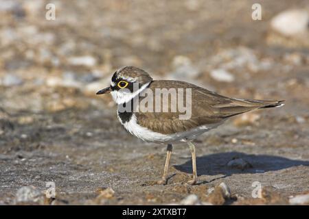 Little ringed Plover, Little Plover, Little Plover, Charadrius dubius, Petit Gravelot, Chorlitejo Chico, Derbyshire, Lesbo, Grecia, Europa Foto Stock