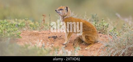 Mangusta gialla (Cynictis penicillata), Addo Elephant National Park, Addo, Capo Occidentale, Sudafrica, Africa Foto Stock