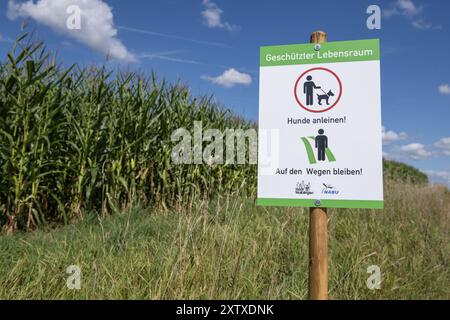 Segnalate ai proprietari di cani che dovrebbero rimanere sui sentieri e che i cani devono essere tenuti in testa. NABU, benessere degli animali, campi, campo di mais, abitudine protetta Foto Stock