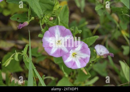 Alghe da campo fiorito (Convolvulus arvensis), Baviera, Germania, Europa Foto Stock