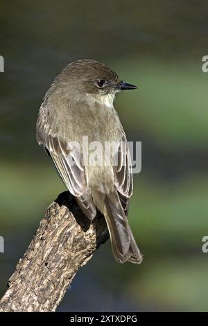 Phoebe Flycatcher, Phoebe, Eastern Phoebe, (Sayornis phoebe), Anhinga Trail, Everglades NP, Florida, Stati Uniti, Nord America Foto Stock