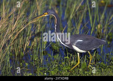 Airone tricolore (Egretta tricolor), foraggio, Viera Wetlands, Sanibel Island, Florida, Stati Uniti, Nord America Foto Stock