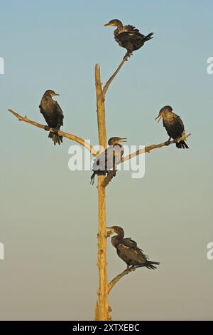 Cormorano (Phalacrocorax auritus), famiglia di cormorani, cinque animali sul persico, Viera Wetlands, Everglades NP, Florida, USA, nord America Foto Stock