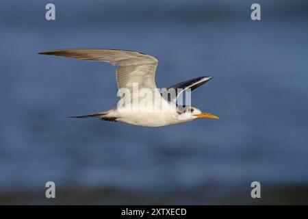 Caspian Tern, foto di volo, (Thalasseus bergii), Khawr orientale / Khawr ad Dahariz, Salalah, Dhofar, Oman, Asia Foto Stock