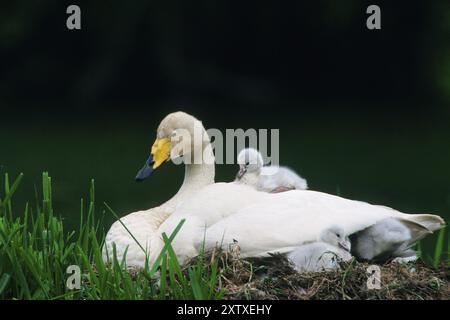 Cigno Whooper con pulcini nel nido, bassa Sassonia, Repubblica Federale tedesca Foto Stock