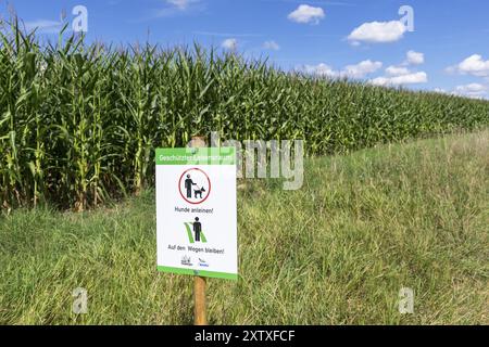 Segnalate ai proprietari di cani che dovrebbero rimanere sui sentieri e che i cani devono essere tenuti in testa. NABU, benessere degli animali, campi, campo di mais, abitudine protetta Foto Stock