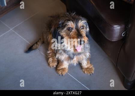 Vista dall'alto di un cane di razza dachshund seduto sul pavimento all'interno di una casa con una poltrona in pelle marrone accanto ad essa. Sta guardando con attenzione e attenzione Foto Stock