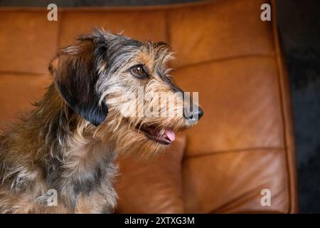 Ritratto del cane laterale di una piccola dachshund dai capelli di filo che riposa rilassato su un divano in pelle marrone chiaro. Il cane è adorabile e sembra carino e tenero. La c Foto Stock