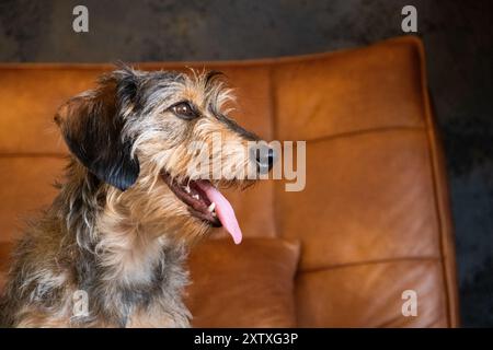 Ritratto del cane laterale di una piccola dachshund dai capelli di filo che riposa rilassato su un divano in pelle marrone chiaro. Il cane è carino e tenero e ha la lingua fuori dentro Foto Stock