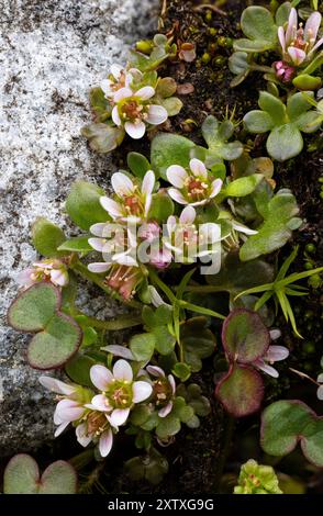 Ruscello alpino Saxifrage Foto Stock