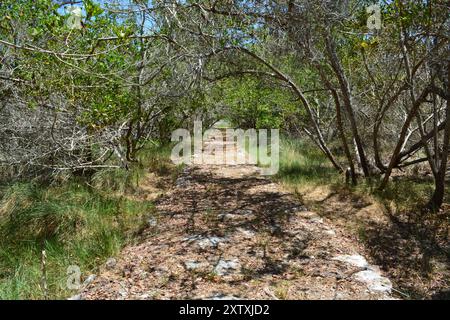 X'cambo, sito archeologico Maya sulla costa dello Yucatan. Foto Stock