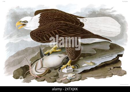 Aquila Calva, John Audubon. 1828. Alta risoluzione. Completamente restaurato Foto Stock